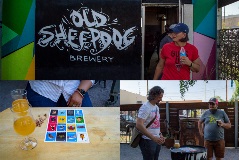 BIKES AND BREWS - Old SheepDog Brewery